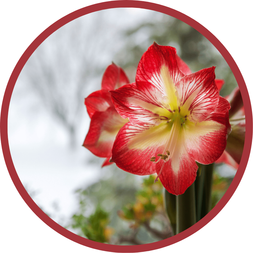 amaryllis png